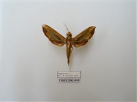 藏品(斜綠天蛾)的圖片